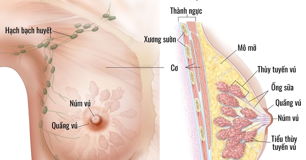 Cách phòng ngừa ung thư ngực và giảm nguy cơ mắc bệnh như thế nào? 
