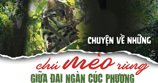 Chuyện về những chú mèo rừng giữa đại ngàn Cúc Phương