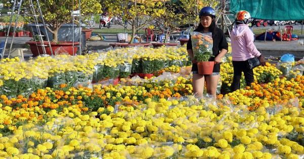 Thị trường hoa Tết dự báo tăng giá mạnh