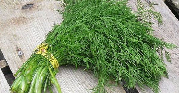 CÂY THÌ LÀ KHÔNG PHẢI LÀ CÂY NGÒ RÍ