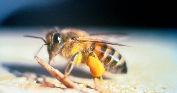 Nhận Biết Loài Ong 'Tử Thần' Gây Chết Người Trong 10 Phút
