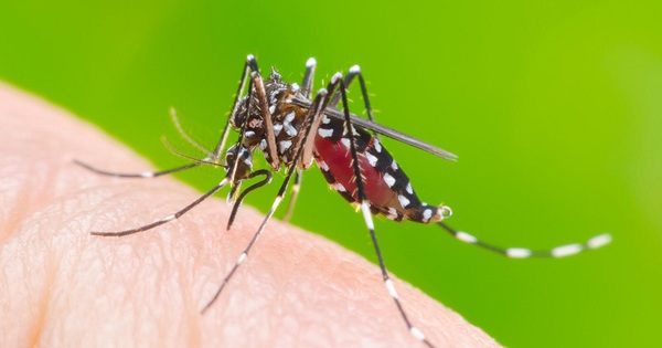 Virus Dengue là gì?
