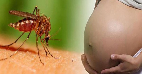 Virus del dengue có mối liên hệ nào với vi rút Corona không?