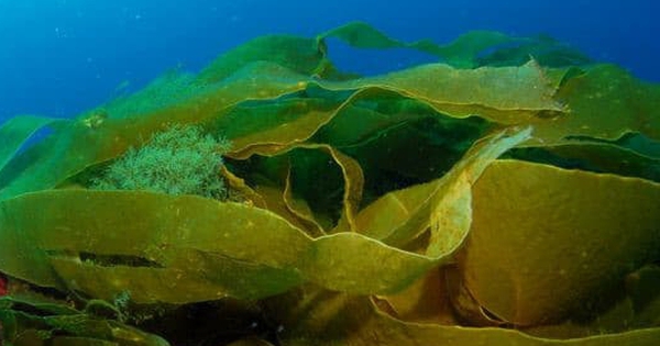 Tại sao tảo dun là một sản phẩm tuyệt vời cho sức khỏe?