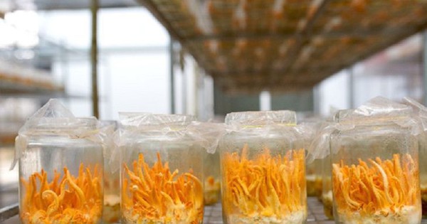 GIÁ ĐÔNG TRÙNG HẠ THẢO
