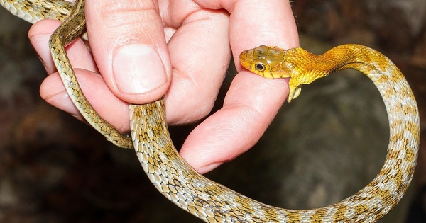 Cách thoát 'lưỡi hái tử thần' khi bị rắn cắn