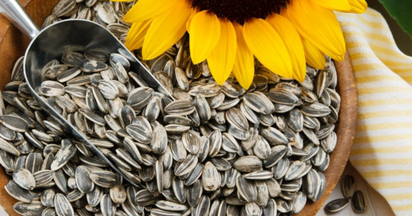 Lợi ích ít người biết của hạt hướng dương với sức khỏe