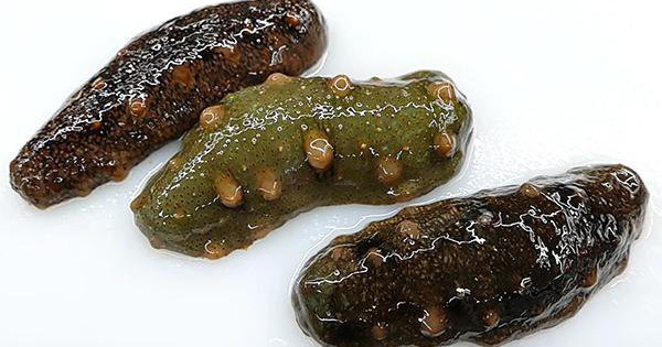 Rượu ngâm hải sâm - Thức uống bổ dưỡng và tăng cường sinh lực