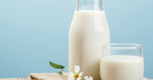 Sự quan tâm đến sữa cho người bị gout hiệu quả và an toàn