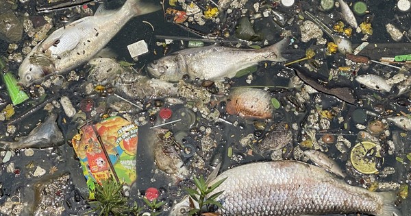 Xác cá chết, rác thải bốc mùi hôi thối một góc Hồ Tây