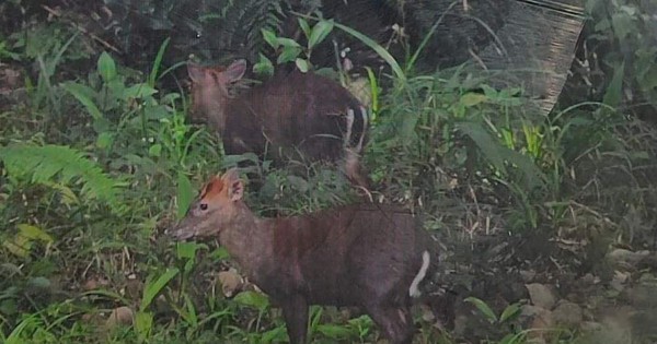 View - Phát hiện loài động vật cực kỳ quý hiếm ở Vườn quốc gia Bạch Mã