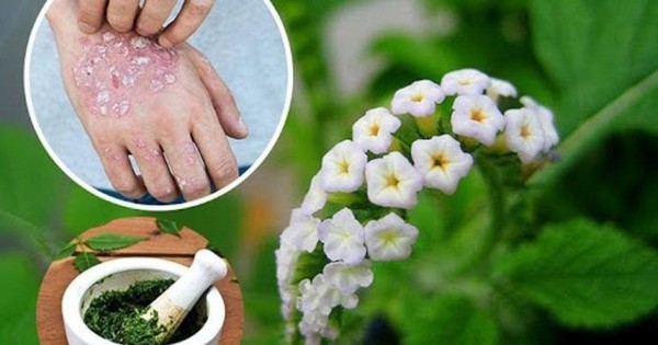 ĐẮP LÁ CÂY VÒI VOI TƯƠI GIÚP GIẢM SƯNG VIÊM VÀ MỤN NHỌT NGOÀI DA