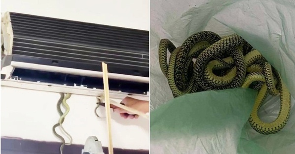 Kinh hoàng rắn làm ổ trong máy điều hòa, cách nào phòng tránh?