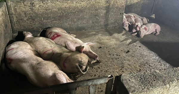 Tiêu Hủy Gần 14.000 Hộp Pate Nhiễm Dịch Tả Lợn Châu Phi Tại Hải Phòng