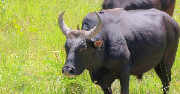 Ngắm đàn bò tót lai vạm vỡ sẵn sàng đón khách du xuân giữa núi rừng Khánh Hòa - Báo Sức Khỏe và Đời Sống