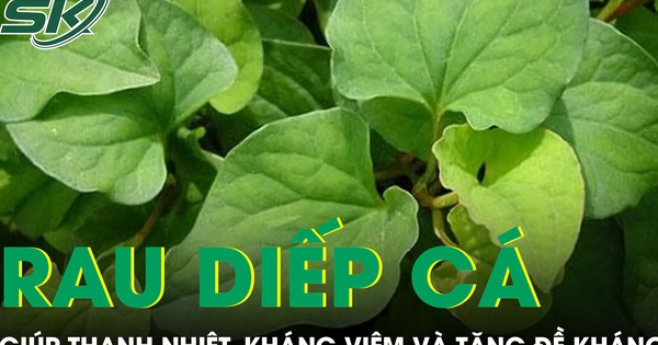 Rau dip c gip thanh nhit khng vim v tng  khng