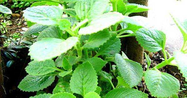 How to use lemon balm leaves to treat cough?