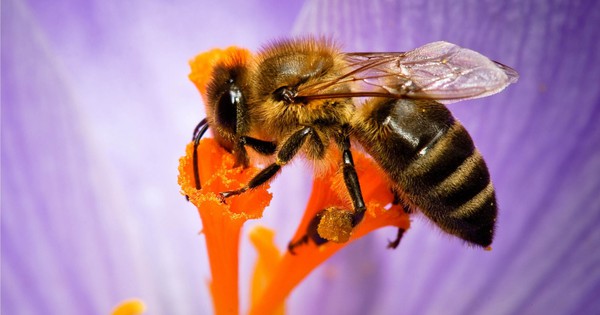 Keo ong xanh có sử dụng được cho trẻ em và người già không?