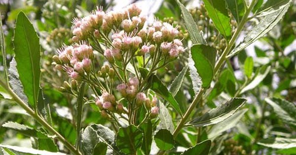 What are the medicinal uses of cúc tần leaves for treating cold and fever symptoms?