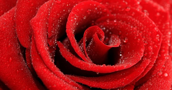 Bật mí 7 cách chăm sóc da bằng hoa hồng của mỹ nữ thời xưa