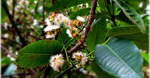 Thuốc từ cây vối