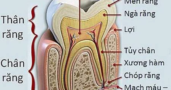 Các bệnh của tủy răng