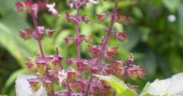 Lợi ích sức khỏe của cây hương nhu tía