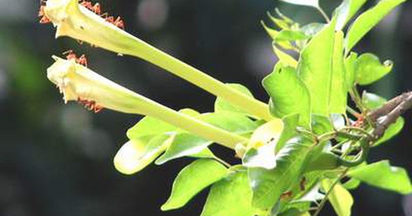 Cây quao nước giải độc