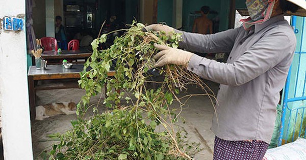 Tác dụng thải độc của cà gai leo có công hiệu như thế nào?
