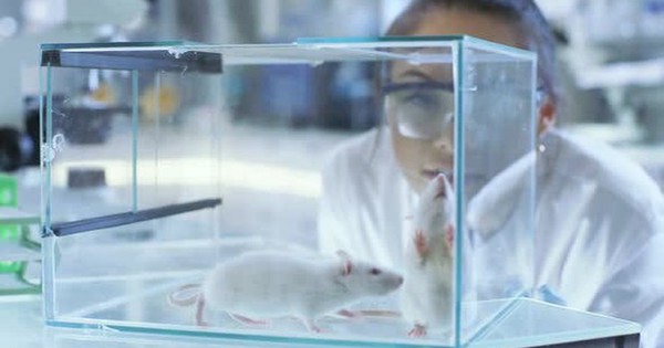 Khôi phục thị lực cho chuột mù nhờ công nghệ nano Khôi phục thị lực cho chuột mù nhờ công nghệ nano
