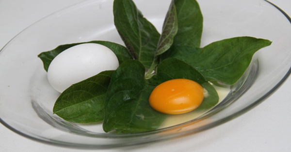 Trứng lá mơ có chức năng gì trong việc chữa bệnh? 
