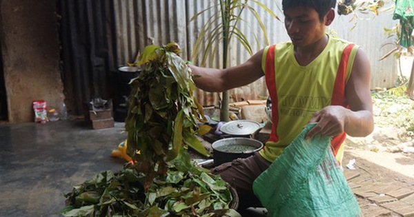 Ấm tình lá bép rau rừng