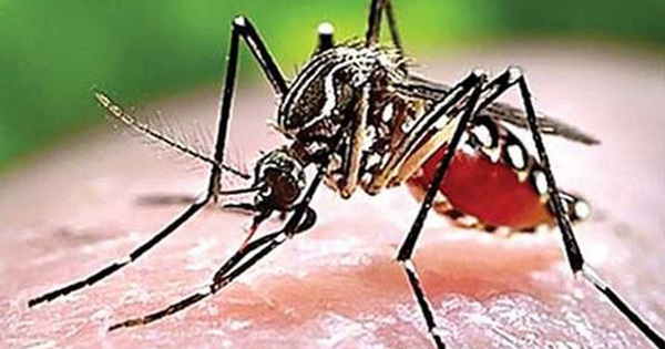 Muỗi gây ra sốt rét là loại muỗi nào?
