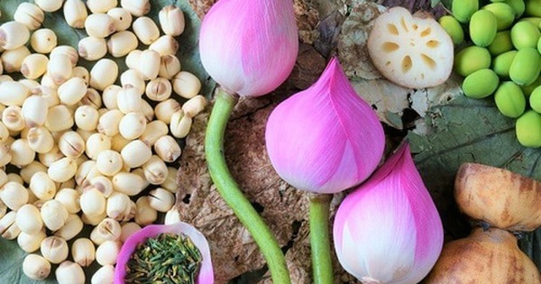 Liên nhục bổ tâm tỳ, giúp an thần, ngủ ngon và ích thận