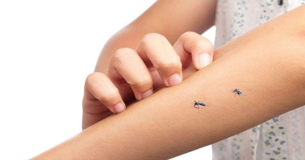 Có liên quan giữa nhóm máu và hương thơm cơ thể khiến muỗi bị thu hút?
