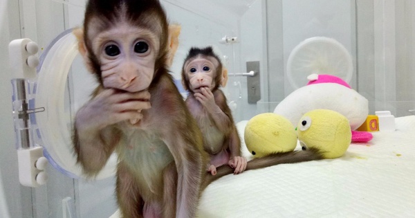 Cấy gen người vào não khỉ - các nhà khoa học Trung Quốc nhận ...