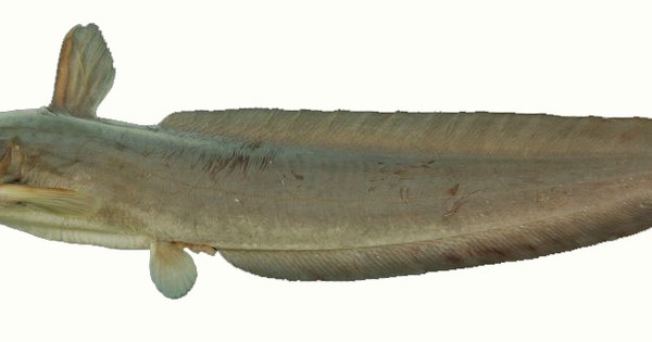 Món ăn thuốc từ cá ngát