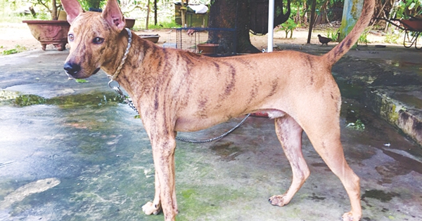 Khôn như chó Phú Quốc