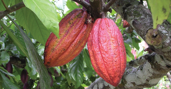 Cacao: Vị thuốc chống oxy hóa