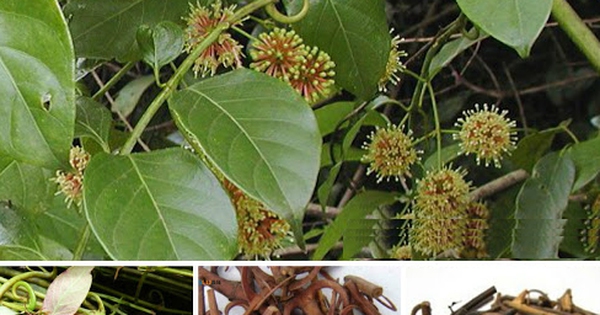 Rễ, lá hay hoa của cây thuốc nam nào thường được sử dụng để chống viêm?
