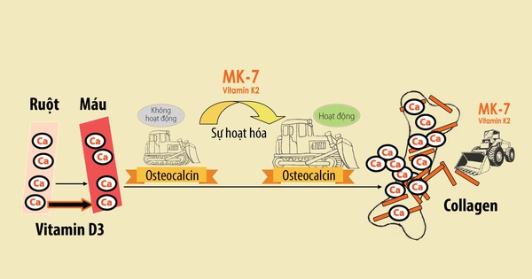 Vitamin K2-MK7 có giúp hấp thụ canxi vào xương không?
