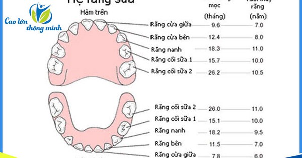 Canxi có ở những nguồn thực phẩm nào? Và có thể bổ sung canxi cho răng như thế nào?
