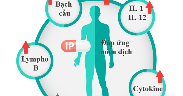 Immunepath IP có tác dụng gì?
