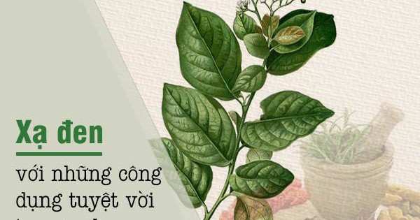 Ngoài những tác dụng đã nêu, cây xạ đen còn có những công dụng dược lý khác nào?