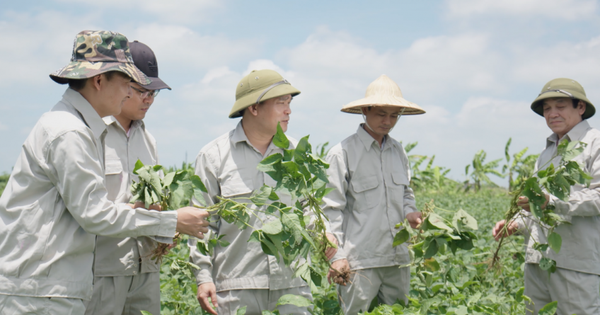 Mầm đậu nành có tốt cho làn da không?
