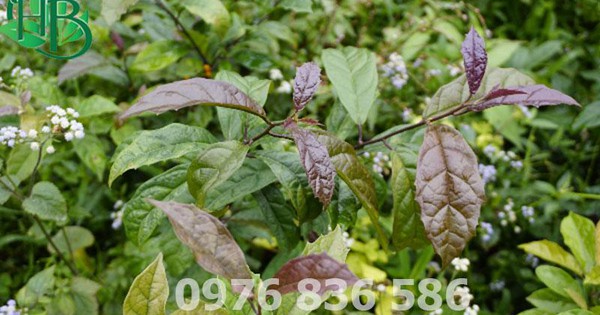 How does the black nightshade plant promote peace and harmony?