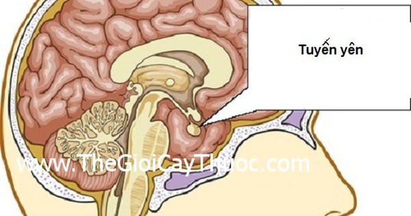 Tại sao một số khối u tuyến yên lại không gây ra triệu chứng?
