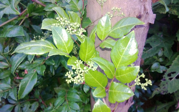 Chữa viêm loét dạ dày – hành tá tràng từ cây thuốc quý chè dây cao bằng