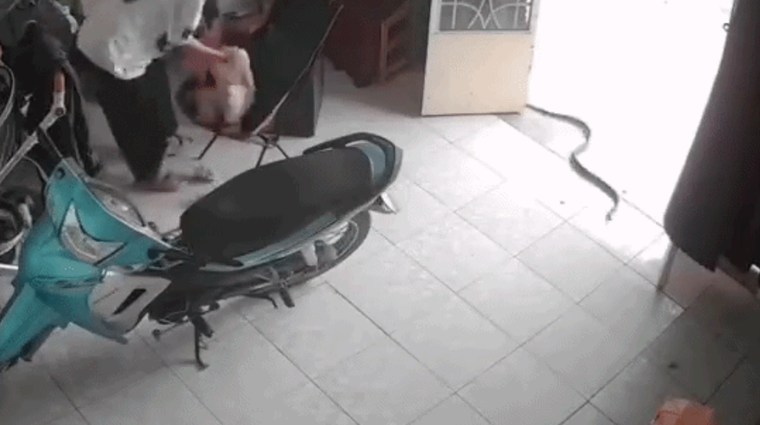 Thấy rắn bò vào nhà, người vợ hốt hoảng gọi chồng và màn xử lý bất ngờ